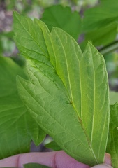 Contarinia negundinis