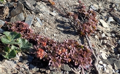 Androsace laevigata, photograph John Brew, CC BY, iNaturalist via GBIF
