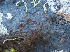 Fuscopannaria subimmixta