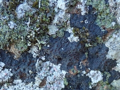 Fuscopannaria subimmixta