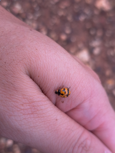 Small Transverse Ladybird Beetle
