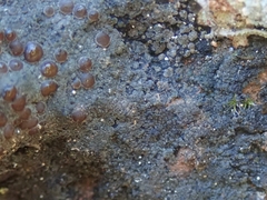 Fuscopannaria subimmixta
