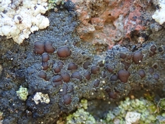 Fuscopannaria subimmixta