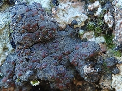 Fuscopannaria subimmixta