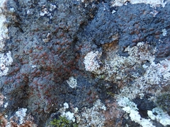Fuscopannaria subimmixta