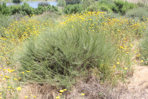 Artemisia californica