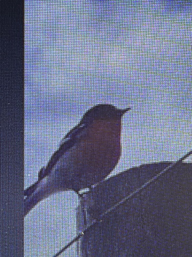 Flame Robin