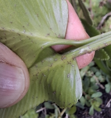 author not stated, no rights reserved Asplenium obtusatum, photograph author not stated, no rights reserved