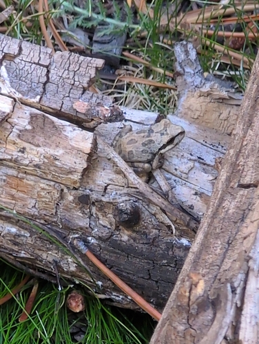 iNaturalist observation photo of Pacific chorus frog