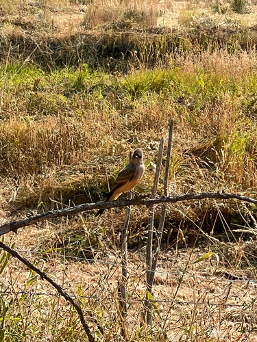 Say's Phoebe