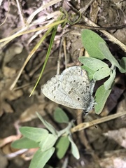 Celastrina lucia lumarco