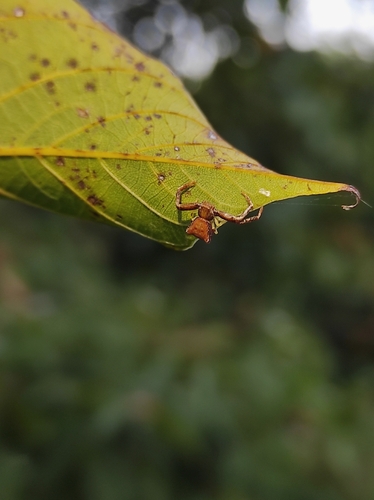 Pistius truncatus