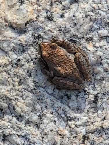 iNaturalist observation photo of Pacific chorus frog