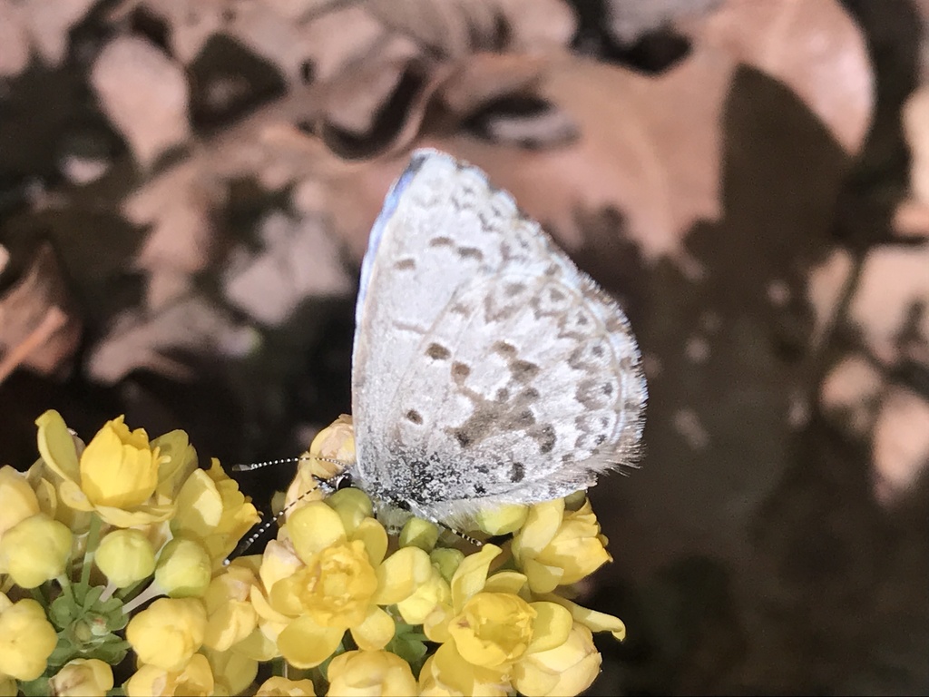Lucia Azure