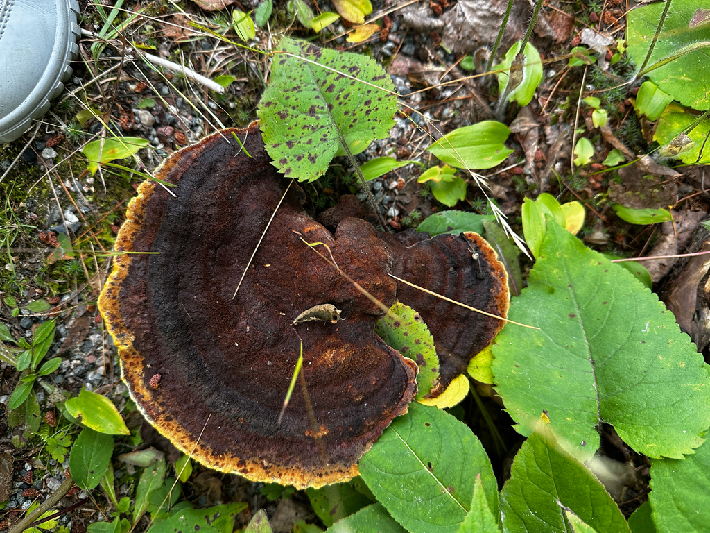 Phaeolus hispidoides · August 2026 · photo: Photo: (c) Nancy Tulloch, some rights reserved (CC BY) · iNaturalist