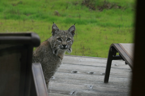 iNaturalist observation photo of Bobcat