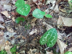 Hexastylis shuttleworthii