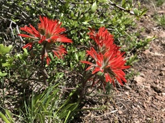 Castilleja scabrida scabrida