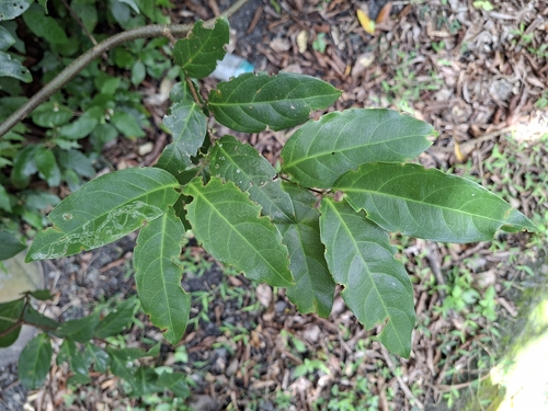 Hiptage benghalensis, photograph 4