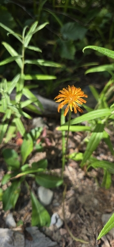 Agoseris aurantiaca