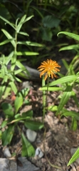Agoseris aurantiaca