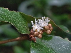 Croton cascarilloides