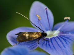 Cauchas fibulella