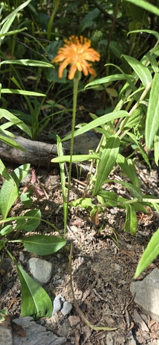 Agoseris aurantiaca, photograph 2