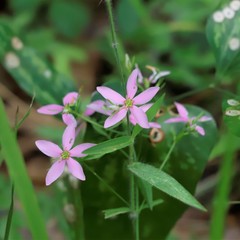 Sabatia brachiata