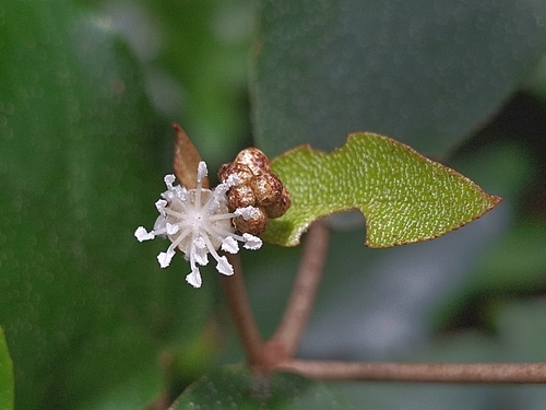 Croton cascarilloides, photograph 1