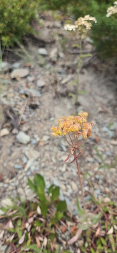Eriogonum flavum