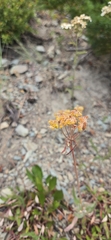 Eriogonum flavum