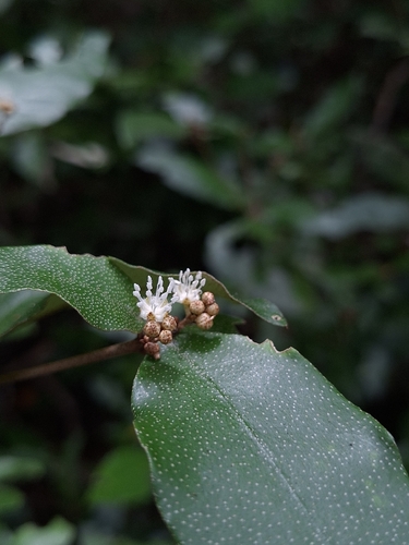 Croton cascarilloides, photograph 2