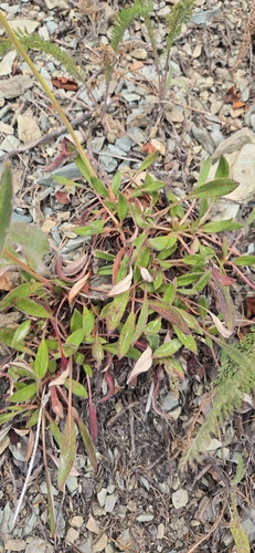 Eriogonum flavum, photograph 2