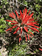 Castilleja scabrida scabrida