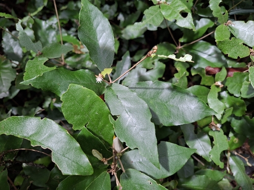 Croton cascarilloides, photograph 3