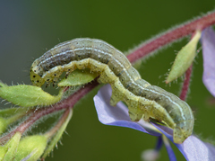 Heliothis