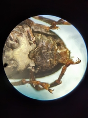 Eurymycter tricarinatus