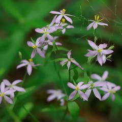Sabatia brachiata