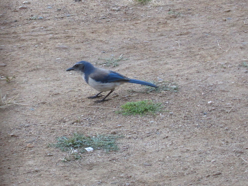 iNaturalist observation photo of California Scrub-Jay