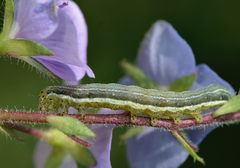 Heliothis
