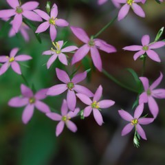Sabatia brachiata