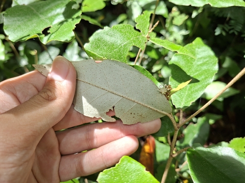 Croton cascarilloides, photograph 4