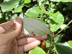 Croton cascarilloides, photograph (c) vrxz, some rights reserved (CC BY-SA)