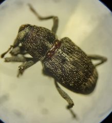 Acoptus suturalis