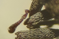 Acoptus suturalis