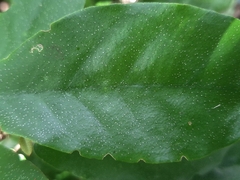 Croton cascarilloides, photograph (c) vrxz, some rights reserved (CC BY-SA)