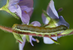 Heliothis