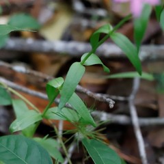 Sabatia brachiata