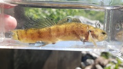 Etheostoma crossopterum